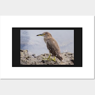 Black night heron Posters and Art